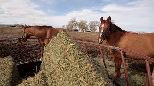 Rocky Mountain Animal Rescue izle afişi