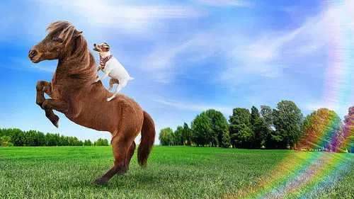 Adventures of Dally and Spanky izle