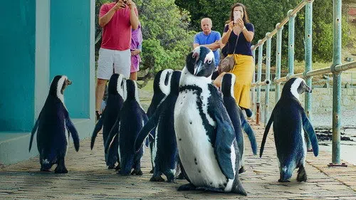 Penguen Kolonisi izle