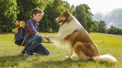 Lassie Eve Dön izle afişi
