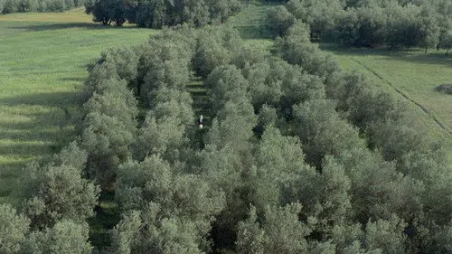 Zeytin Ağaçları Altında izle