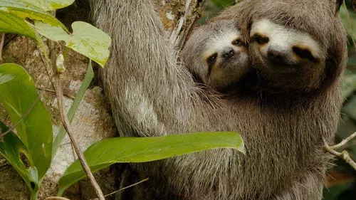 Colombia - Wild and Free izle afişi