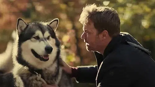 Kahraman Köpek: Eve Dönüş Yolculuğu izle afişi