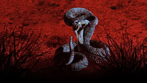 Beni Bir Şey Isırdı! izle afişi