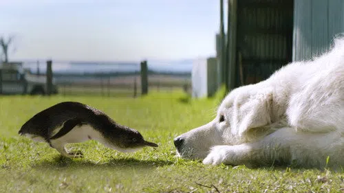 Oddball izle