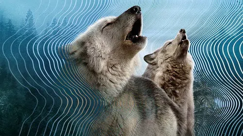 David Attenborough ile Sesin Gizli Dünyası izle