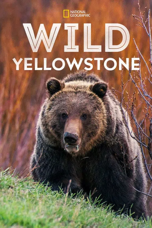 Vahşi Yolculuk: Yellowstone