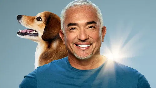 Cesar Millan: Better Human, Better Dog izle afişi