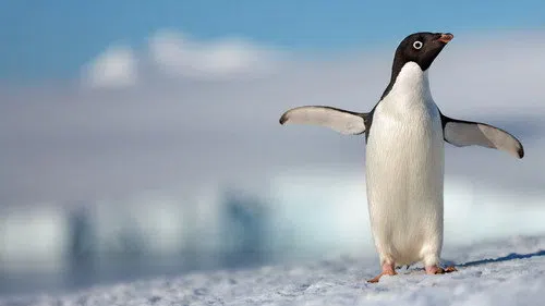 Penguenler izle afişi