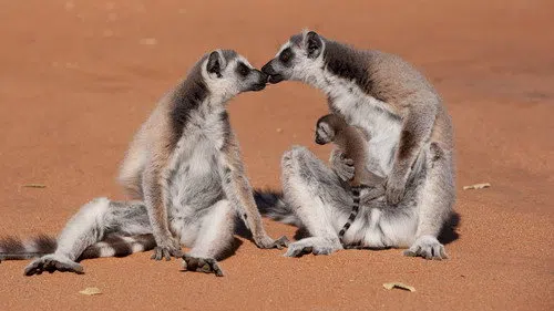Island of Lemurs: Madagascar izle afişi