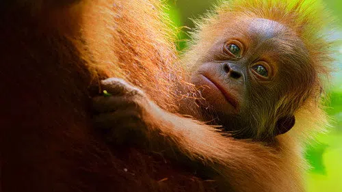 Orangutanların Gizli Yaşamı izle afişi