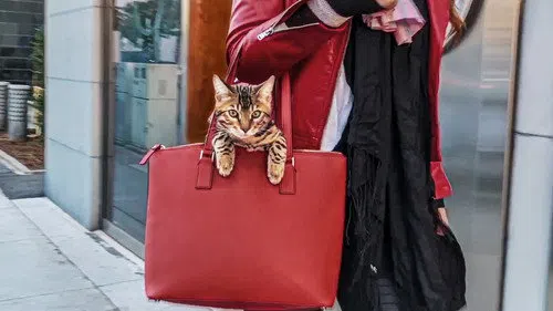 Cat People izle afişi