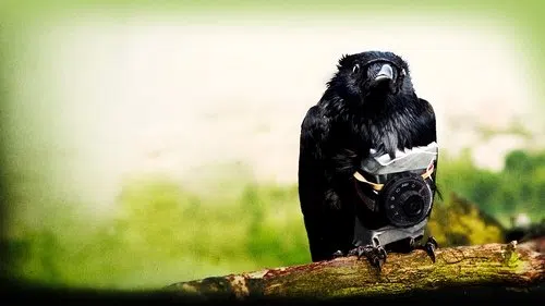 Dört Aslan izle