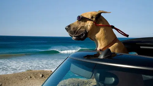 Çılgın Köpek izle