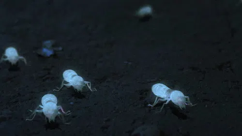 White Ant izle afişi