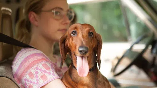 Wiener-Dog izle afişi
