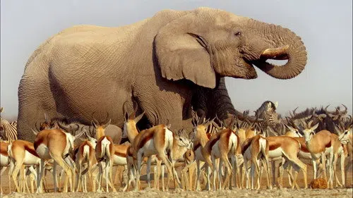 Afrika izle