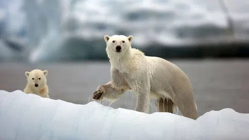 Nature's Great Events izle