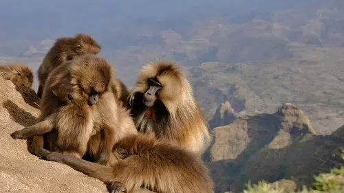 Afrika'nın Gizli Hazineleri izle afişi