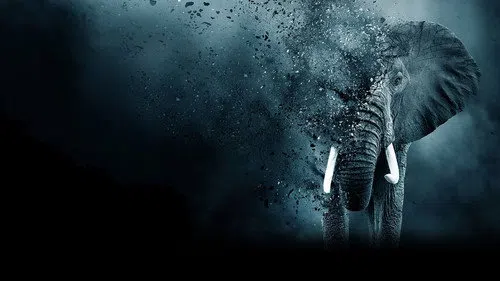 Fil Dişi Oyunu izle