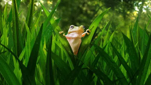 Tiny World izle