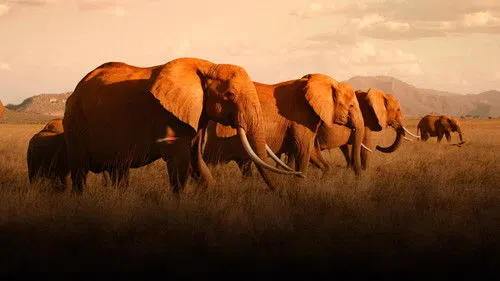 The Elephant Queen izle