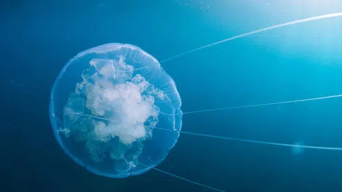 Voyage of Time: Life's Journey izle afişi