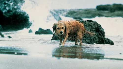 Av Köpeği Benji izle