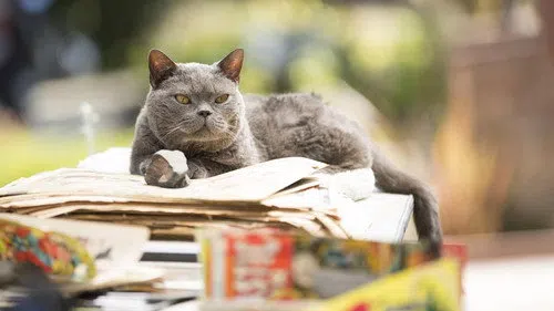 Murder of a Cat izle