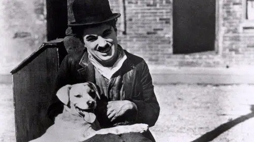 Bir Köpeğin Hayatı izle