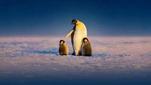 Penguenlerin Gizemli Dünyası izle