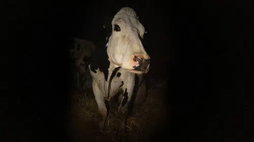 İnek izle