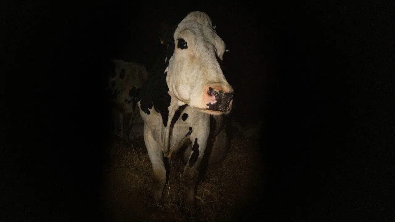 İnek izle afişi