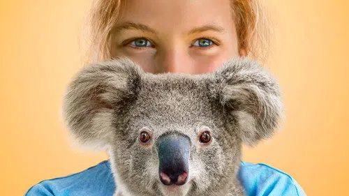 Izzy'nin Koala Dünyası izle