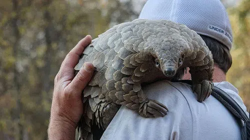 Pangolin: Kulu'nun Yolculuğu izle afişi