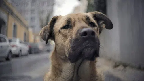 Stray izle afişi