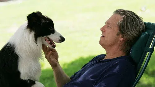 Bir Köpek Yılı izle