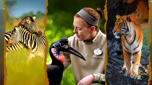 Disney's Animal Kingdom'ın Sihri izle afişi