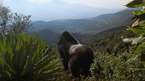 David Attenborough: Bir Goril Hikâyesi izle