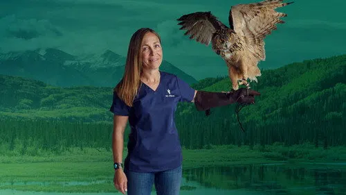 Yukon Veterineri izle