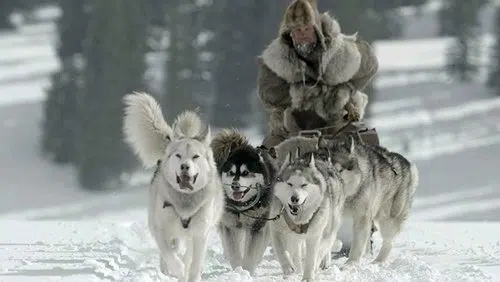 The Great Alaskan Race izle afişi