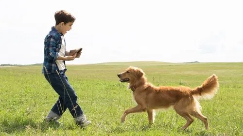 Can Dostum izle