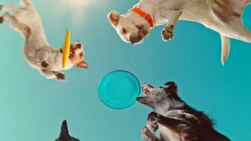 Köpeklerin Aklından Neler Geçiyor? izle