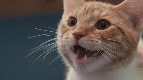 Inside the Mind of a Cat izle