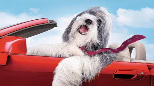 Bak Şu Köpeğe izle