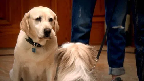 The Dog Who Saved Easter izle afişi