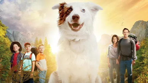 The Stray izle
