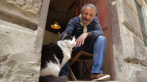 Kedi izle afişi