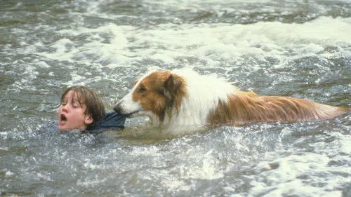 Lassie izle