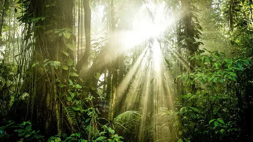The Green Planet izle afişi